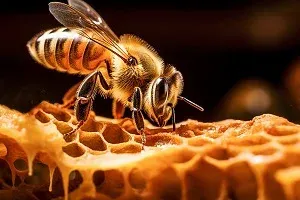 Domaći propolis